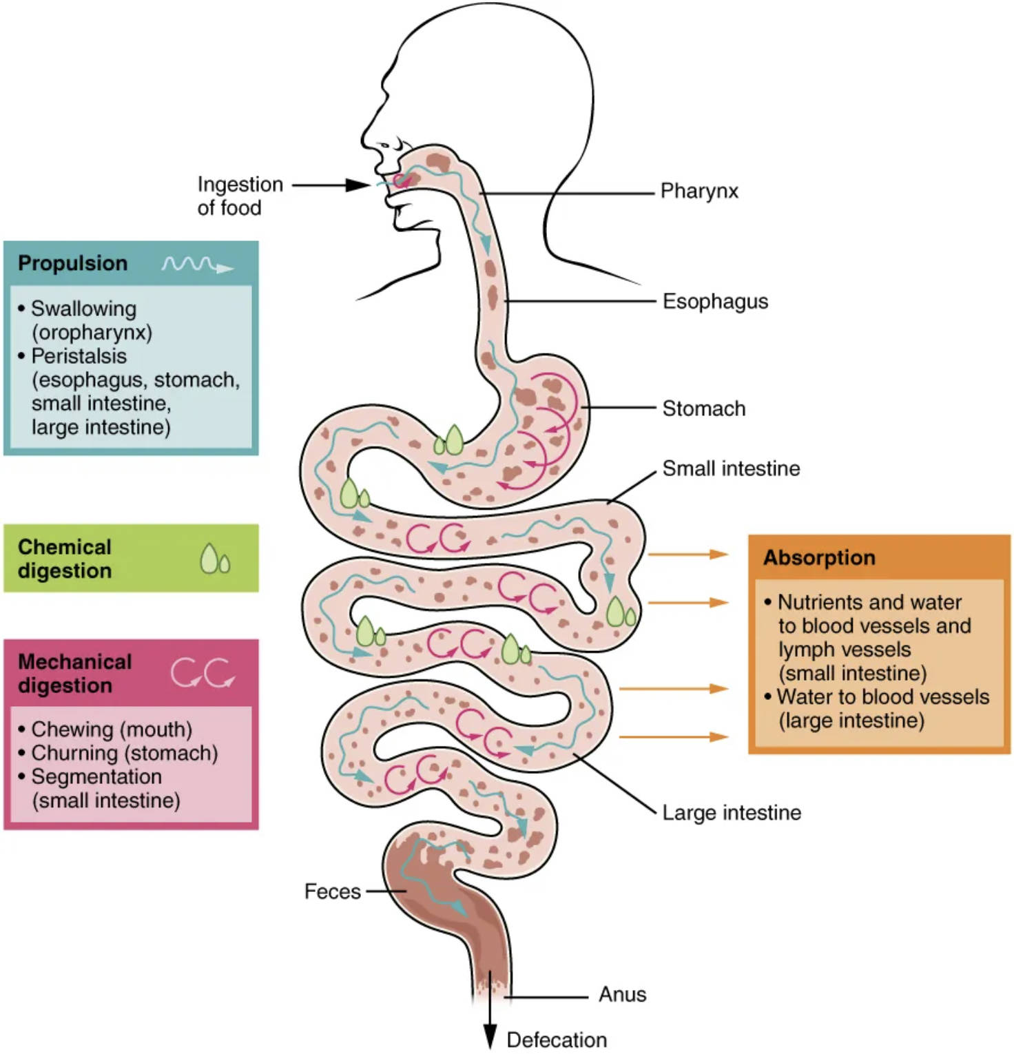 Understanding the Human Digestive System: A Comprehensive Guide