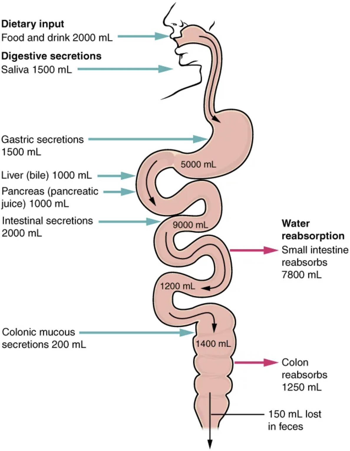 The Dynamic Fluid Balance: Digestive Secretions and Water Absorption