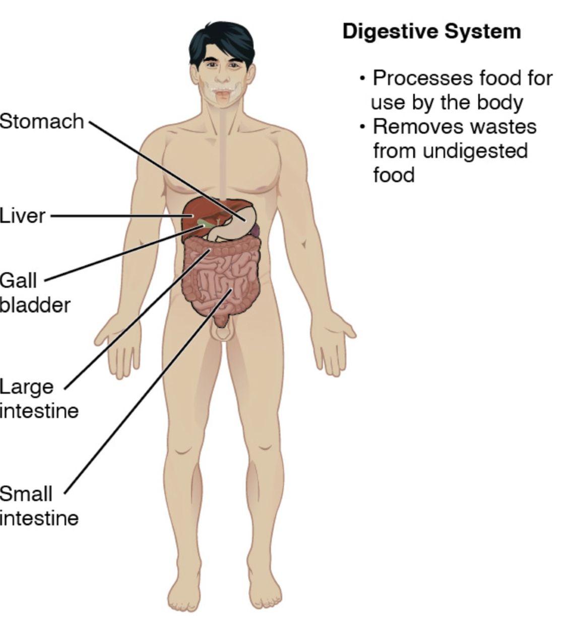 Digestive System Anatomy: A Comprehensive Guide