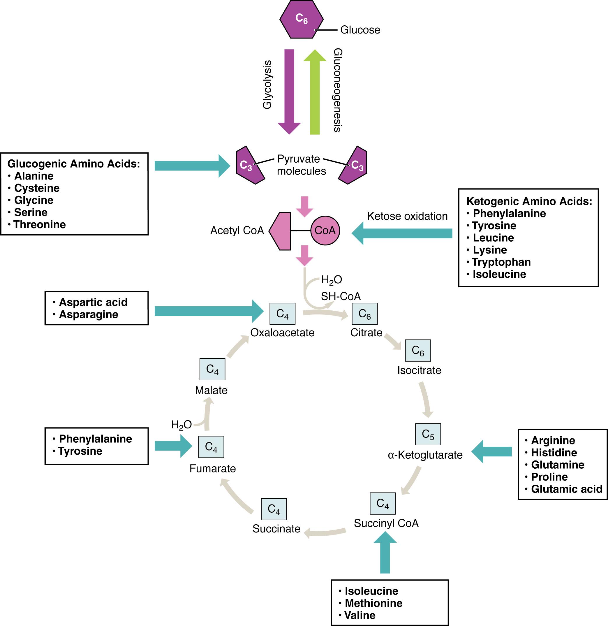 Amino Acid Metabolism: Fueling Energy Pathways