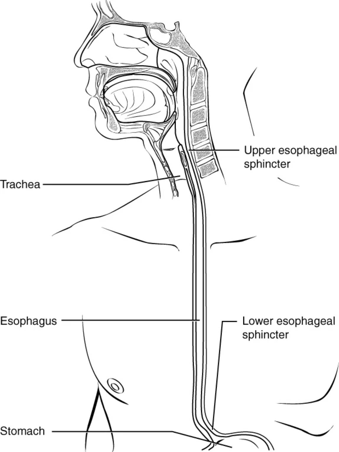 The Esophagus: Anatomy, Function, and Sphincter Control