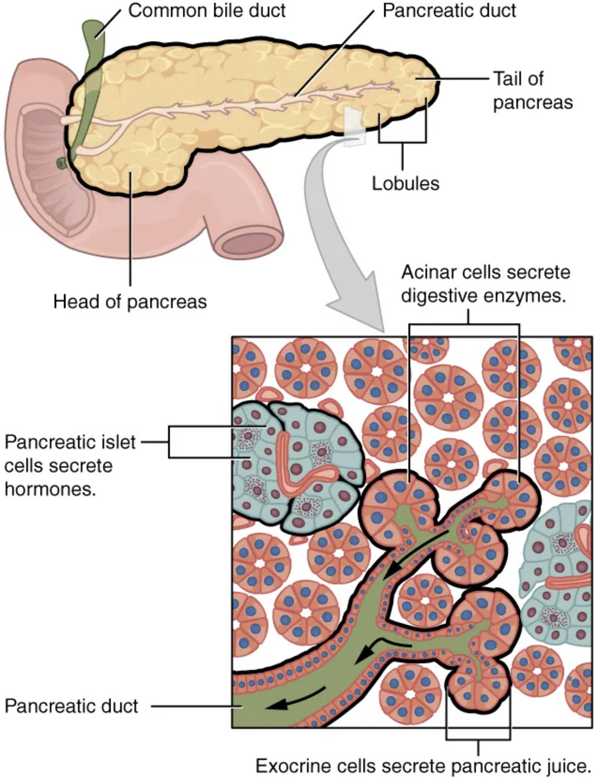The Pancreas: A Dual Gland of Digestion and Hormone Regulation