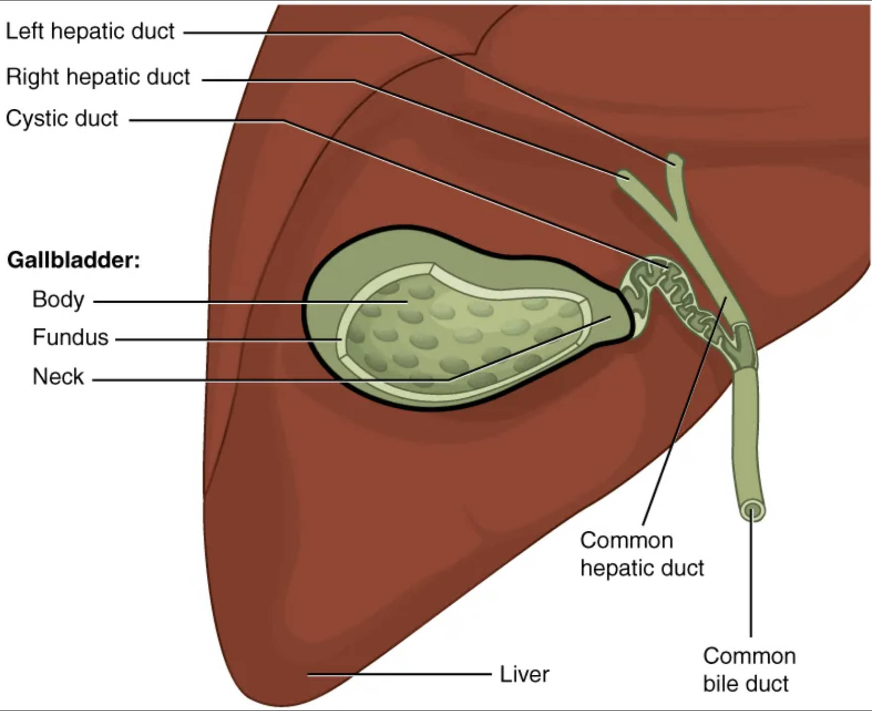 Understanding the Gallbladder: Anatomy, Function, and Bile Flow