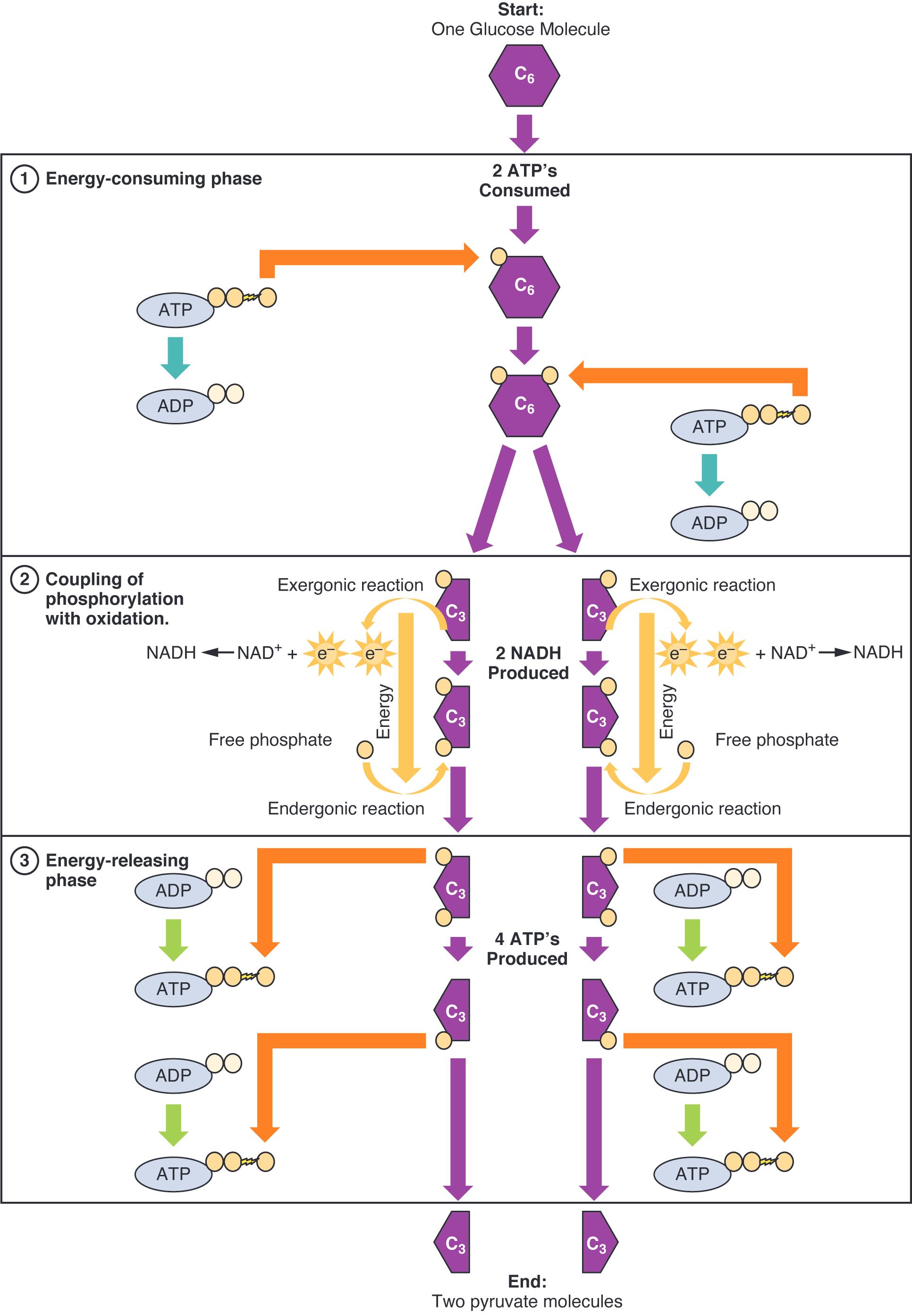 Glycolysis Unveiled: The Central Pathway of Glucose Metabolism