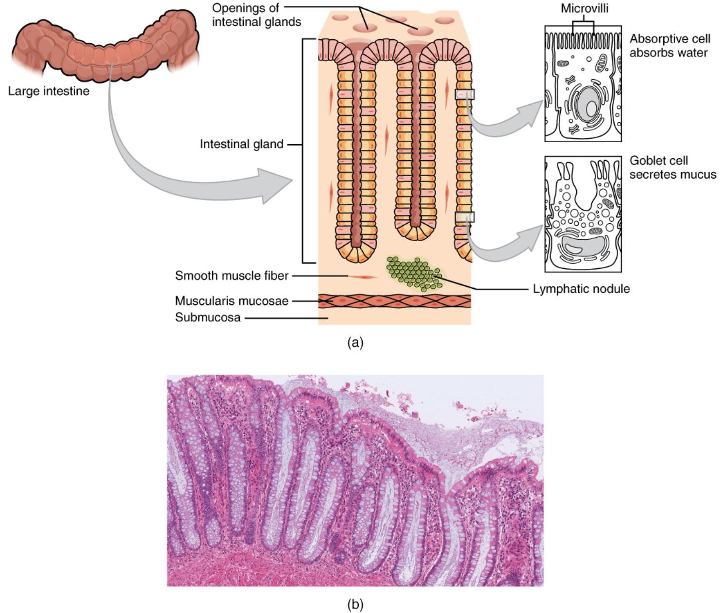 Histology of the Large Intestine: Specialized for Water Absorption and Waste Management