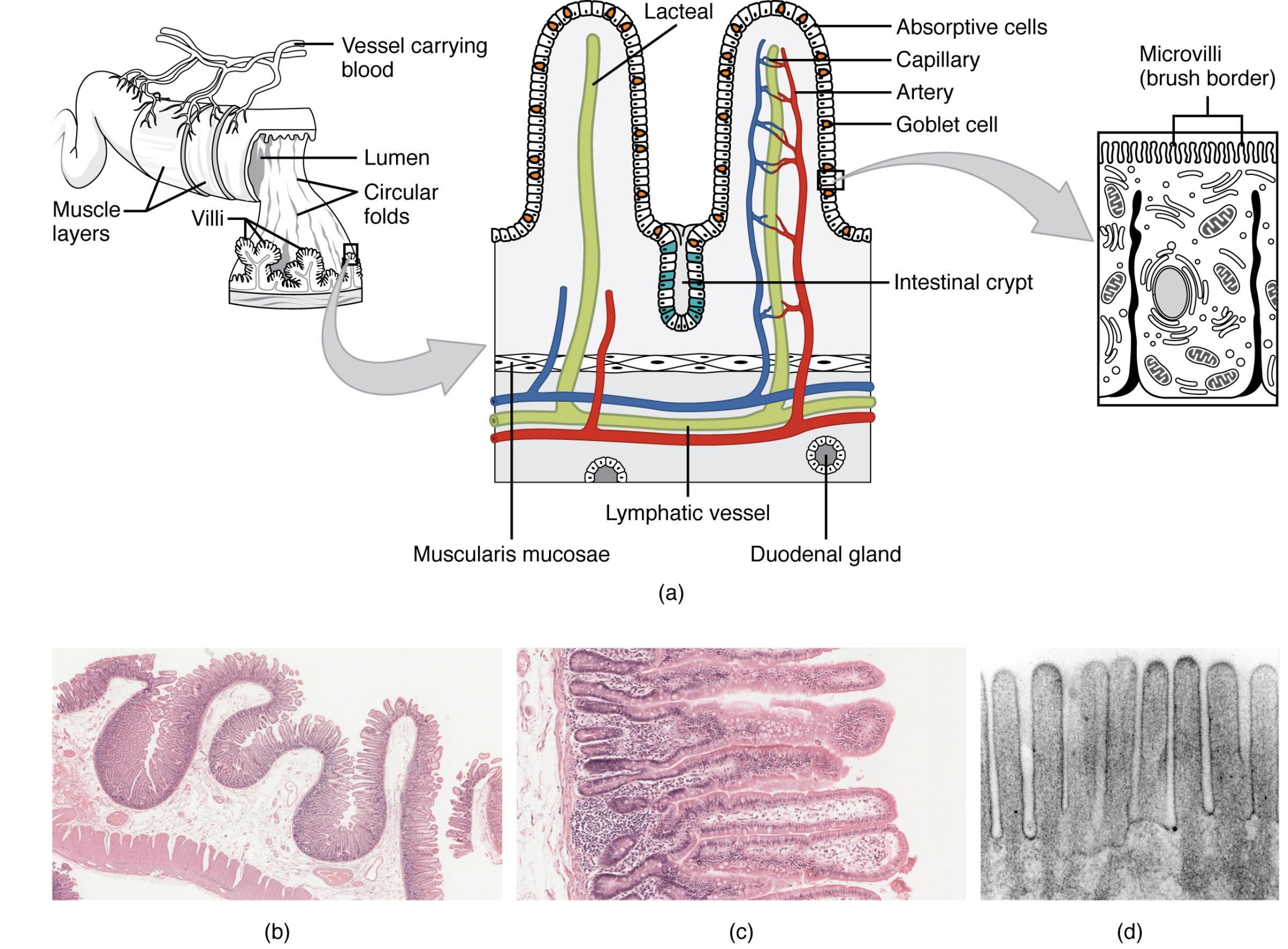 The Small Intestine’s Absorptive Surface: A Microscopic Marvel