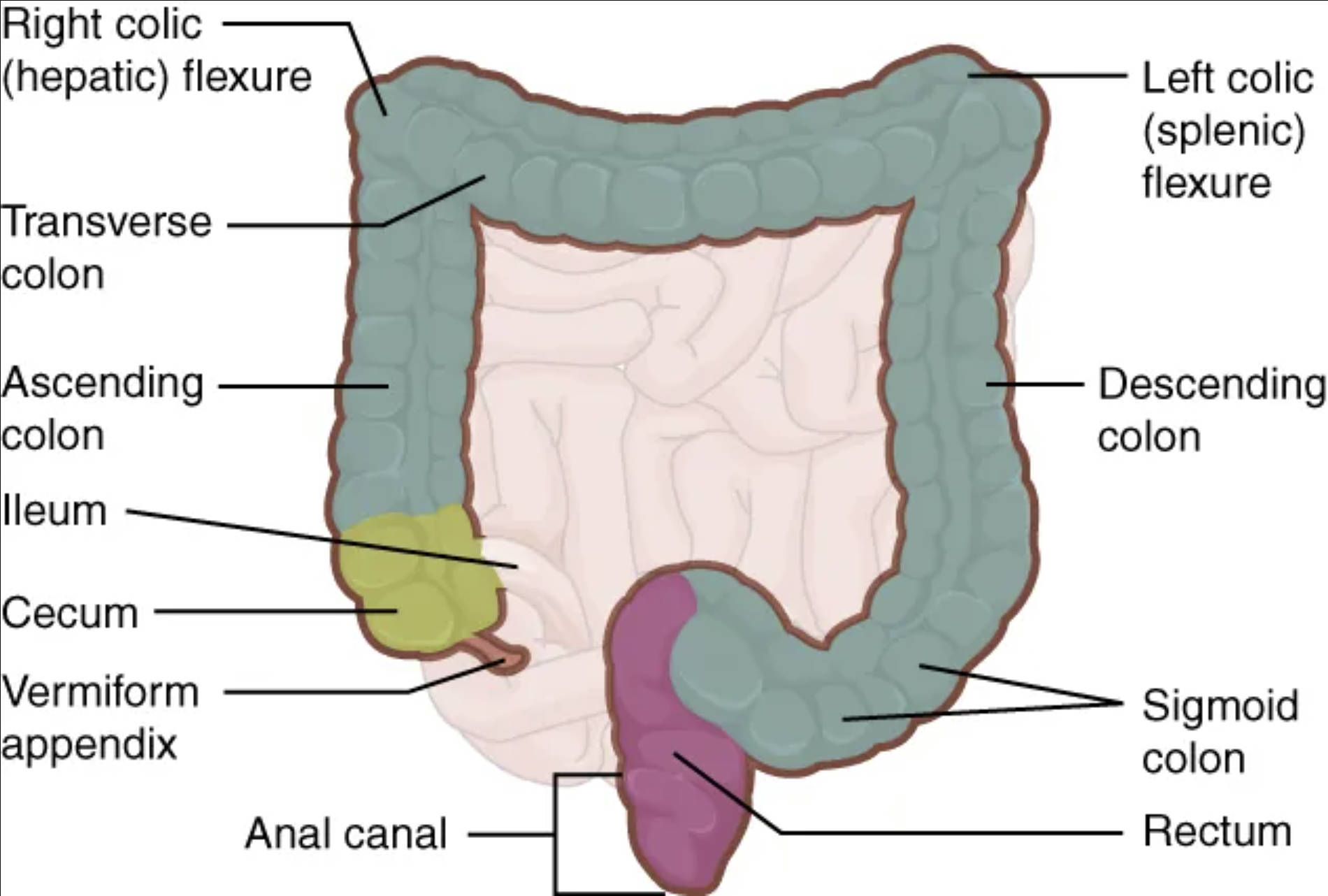 Exploring the Anatomy of the Large Intestine: Structure and Function