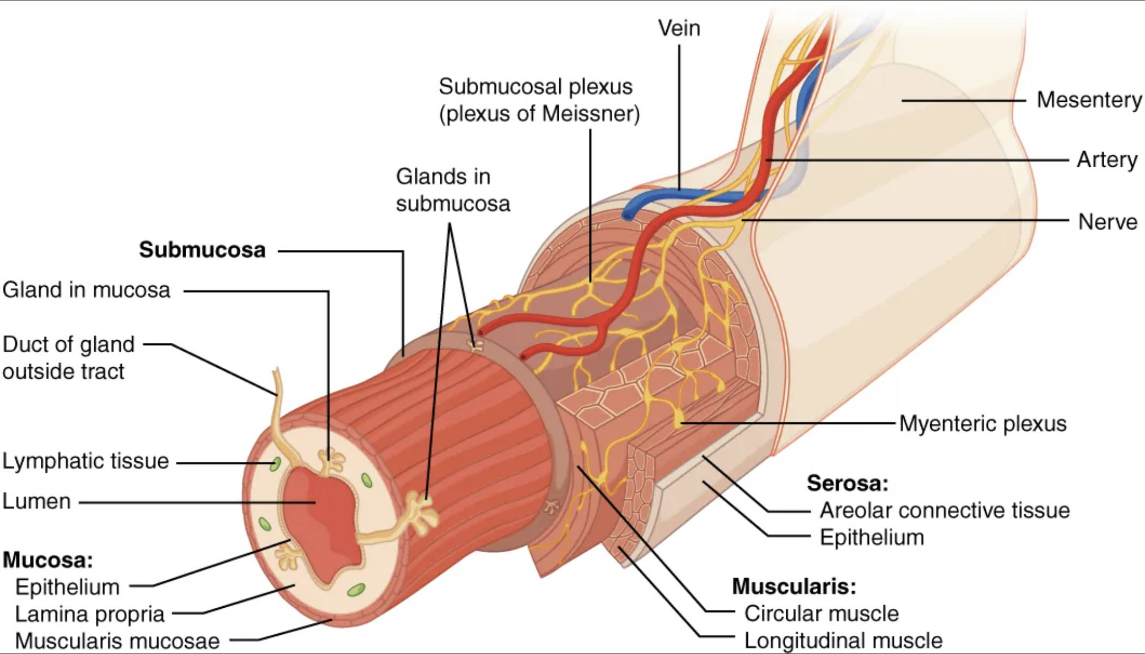 Unraveling the Layers of the Alimentary Canal: A Journey Through Digestive Anatomy