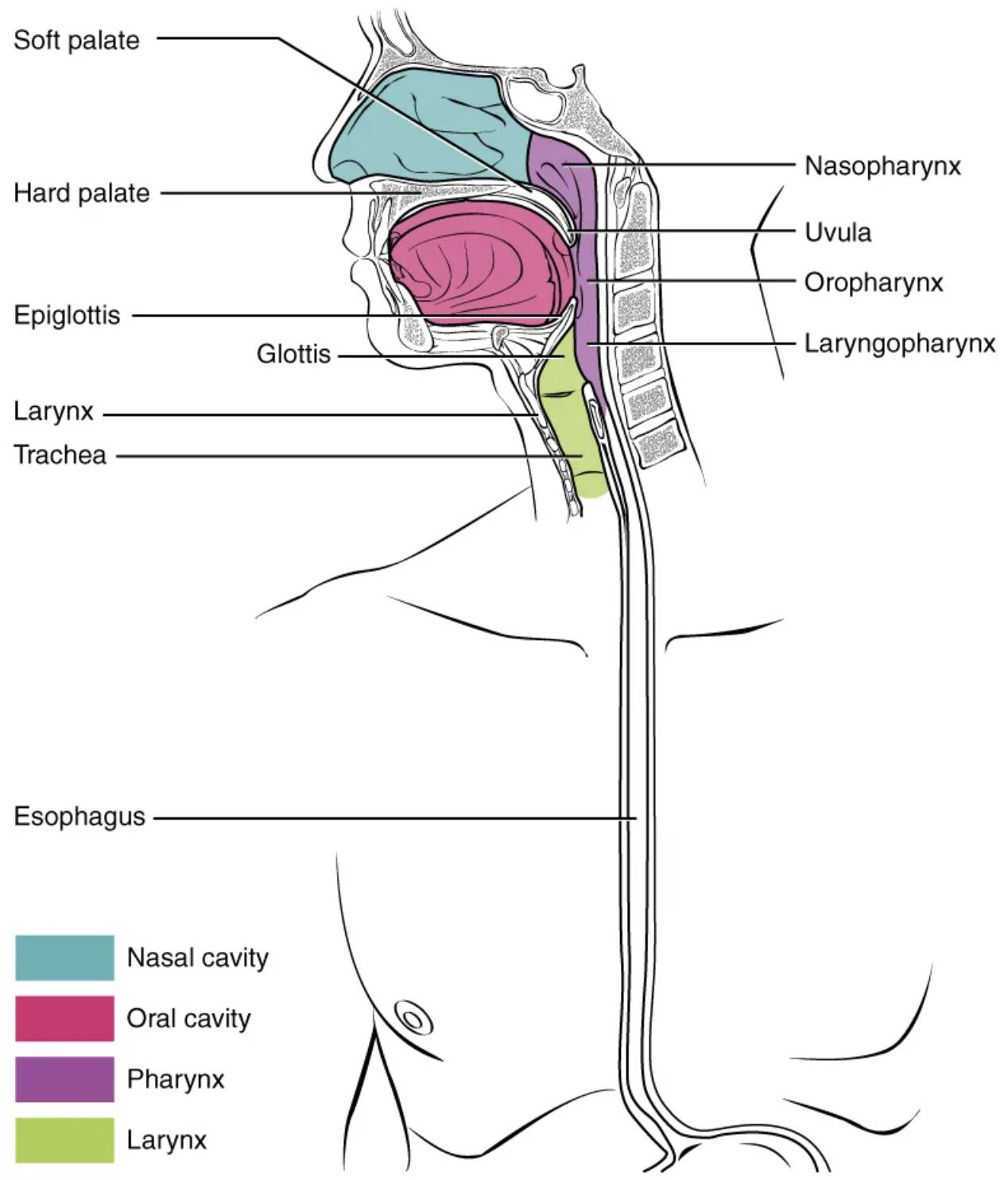 Understanding the Pharynx: A Crossroads of the Respiratory and Digestive Systems