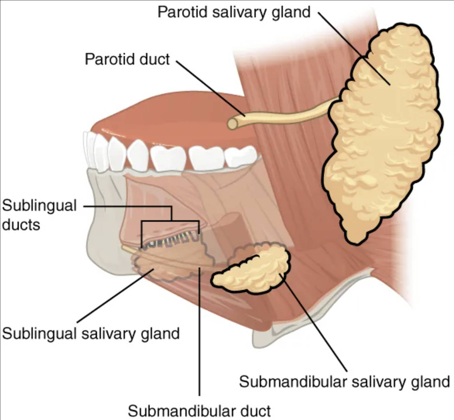 Understanding the Major Salivary Glands: Anatomy and Function