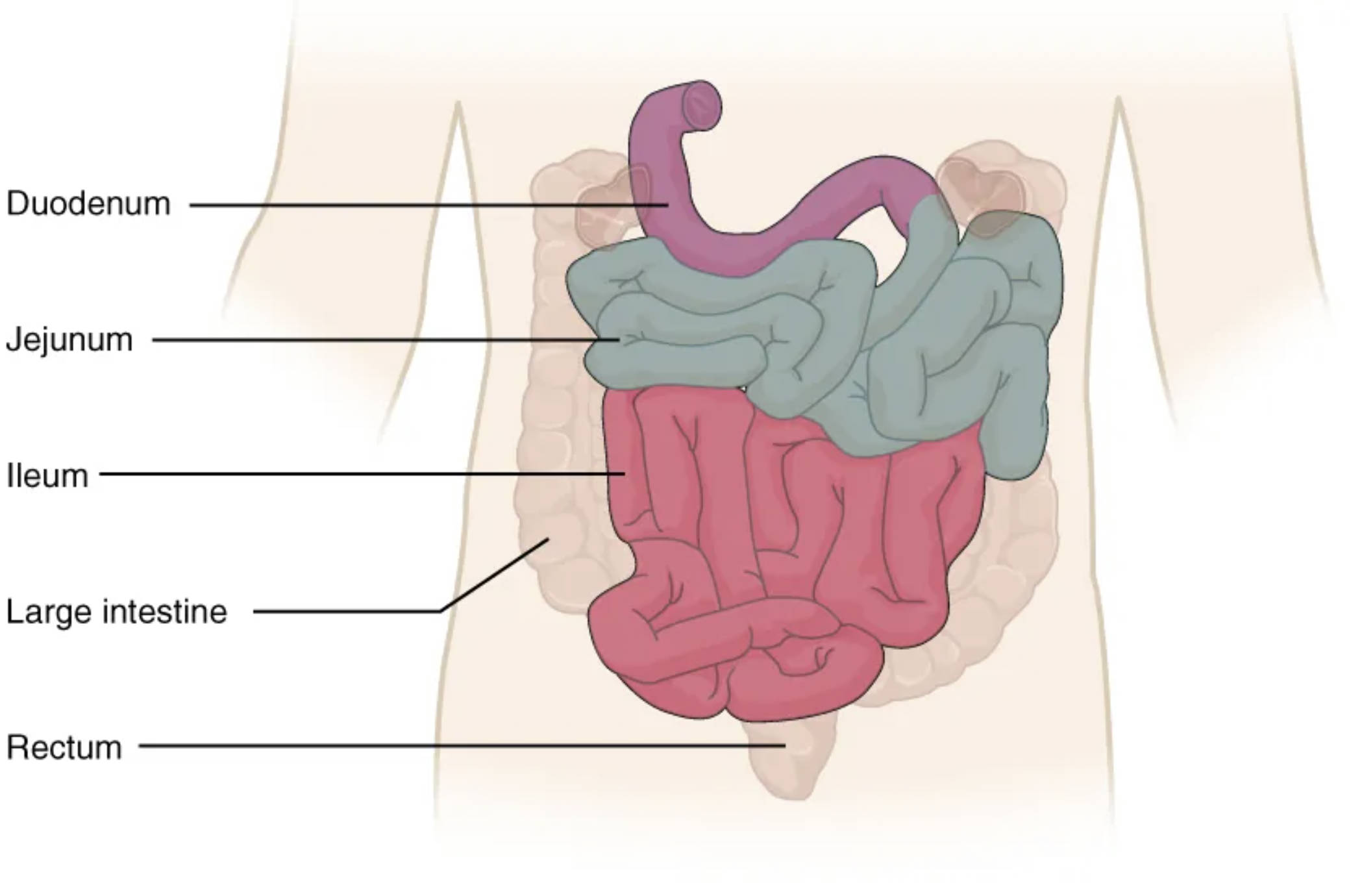 The Small Intestine: Unraveling Its Anatomical Structure and Function