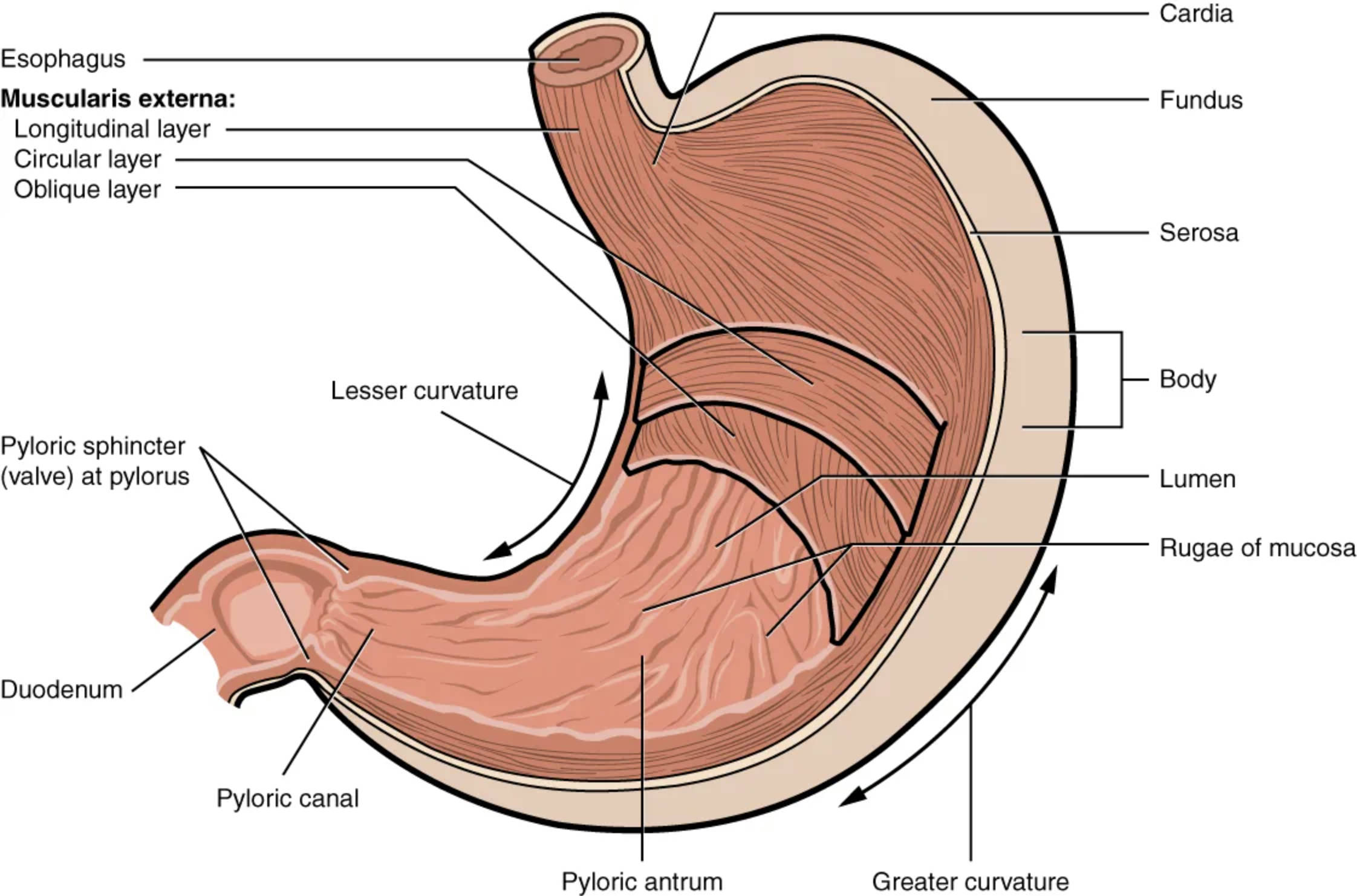 Understanding Stomach Anatomy: Regions, Musculature, and Digestive Function