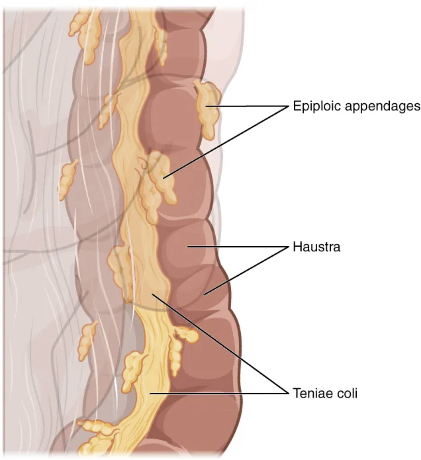 Unraveling the Distinctive Anatomy of the Large Intestine: Teniae Coli, Haustra, and Epiploic Appendages
