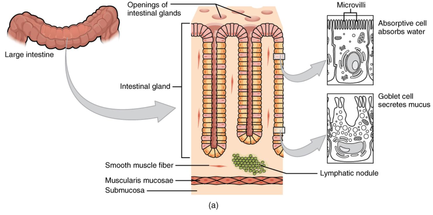 Unveiling the Histology of the Large Intestine: A Specialized Barrier