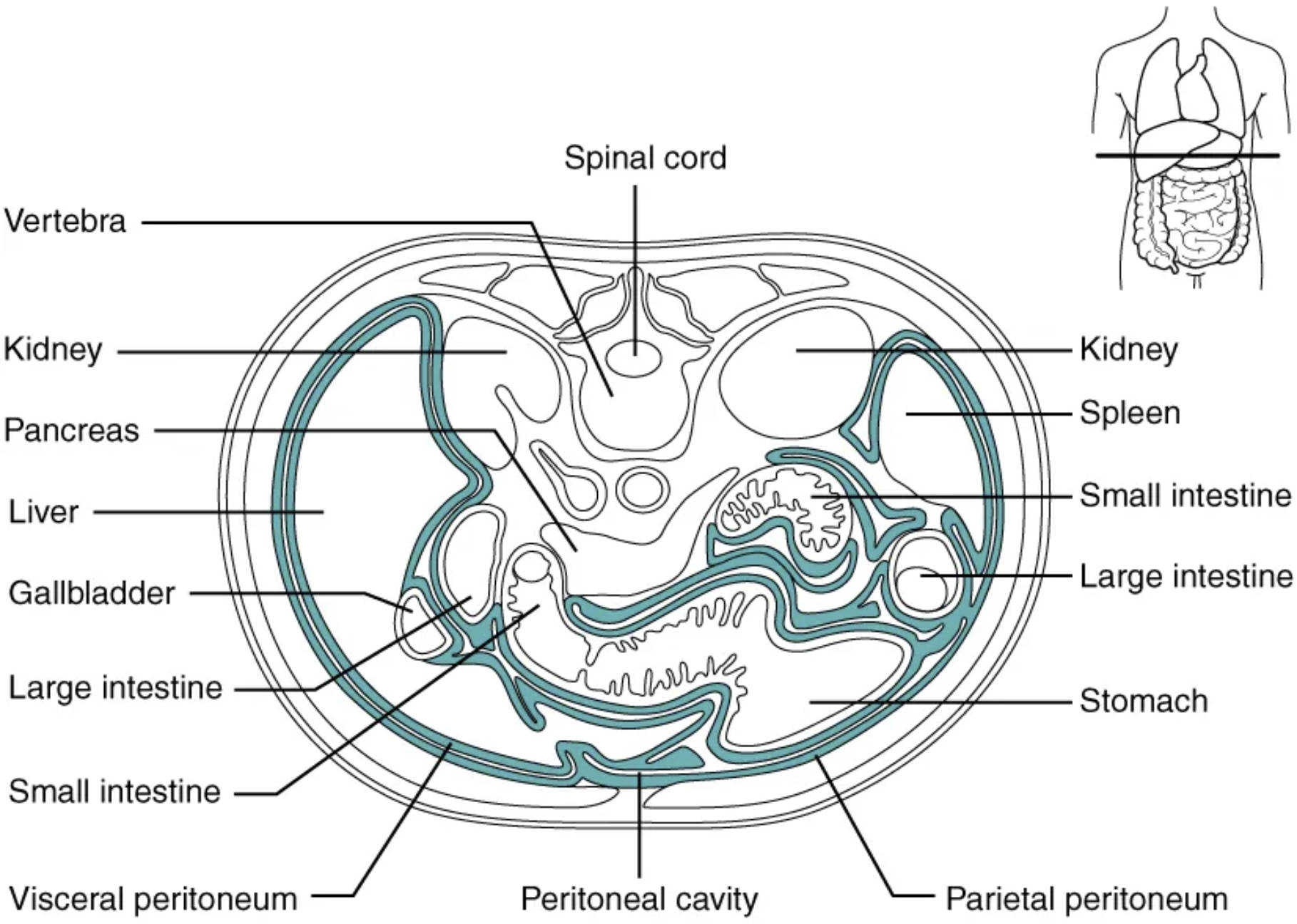 Navigating the Abdominal Landscape: A Cross-Sectional View of the Peritoneum and Organs