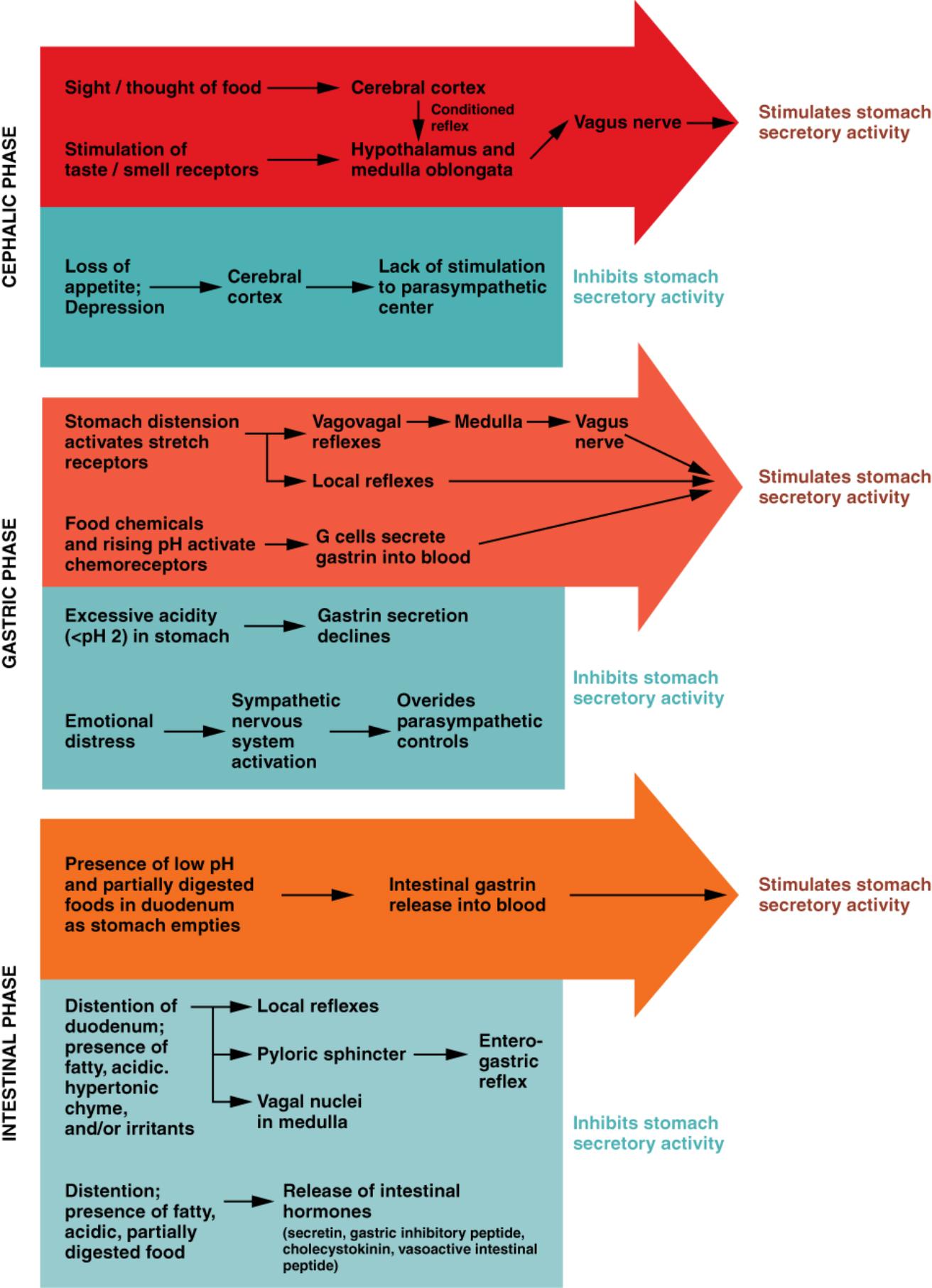 Understanding Gastric Secretion: The Cephalic, Gastric, and Intestinal Phases