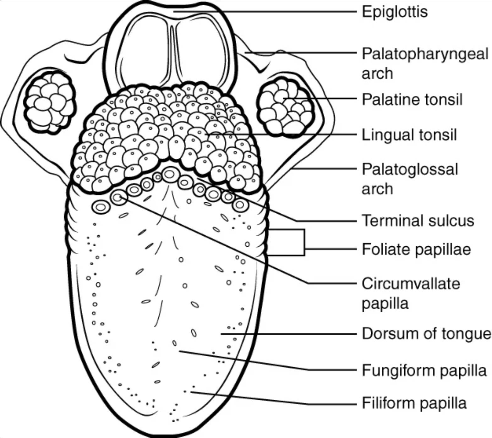 The Anatomy of the Tongue: A Superior View of Lingual Papillae and Structures