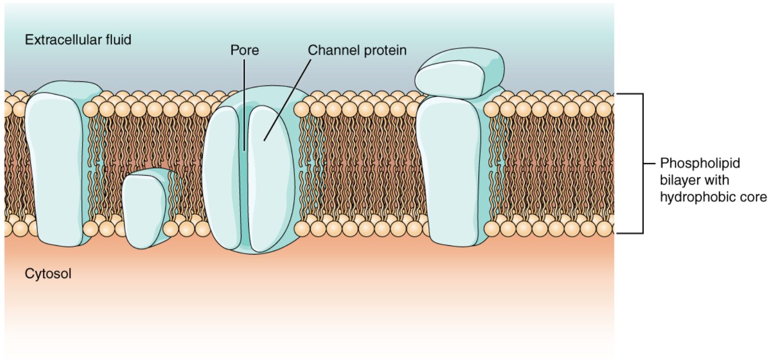 Cell Membrane and Transmembrane Proteins: A Detailed Exploration