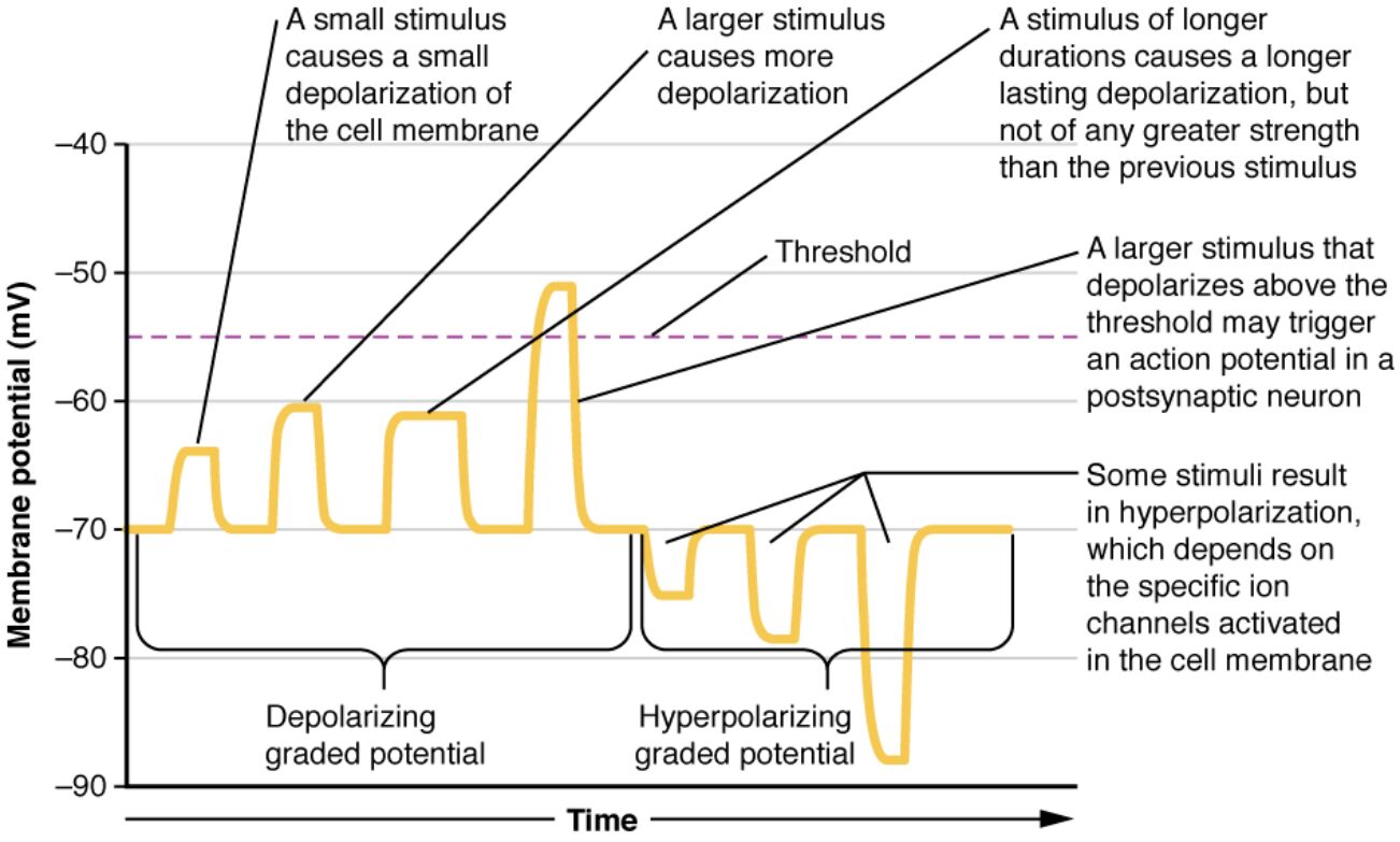 Understanding Graded Potentials: A Key Concept in Neuronal Communication