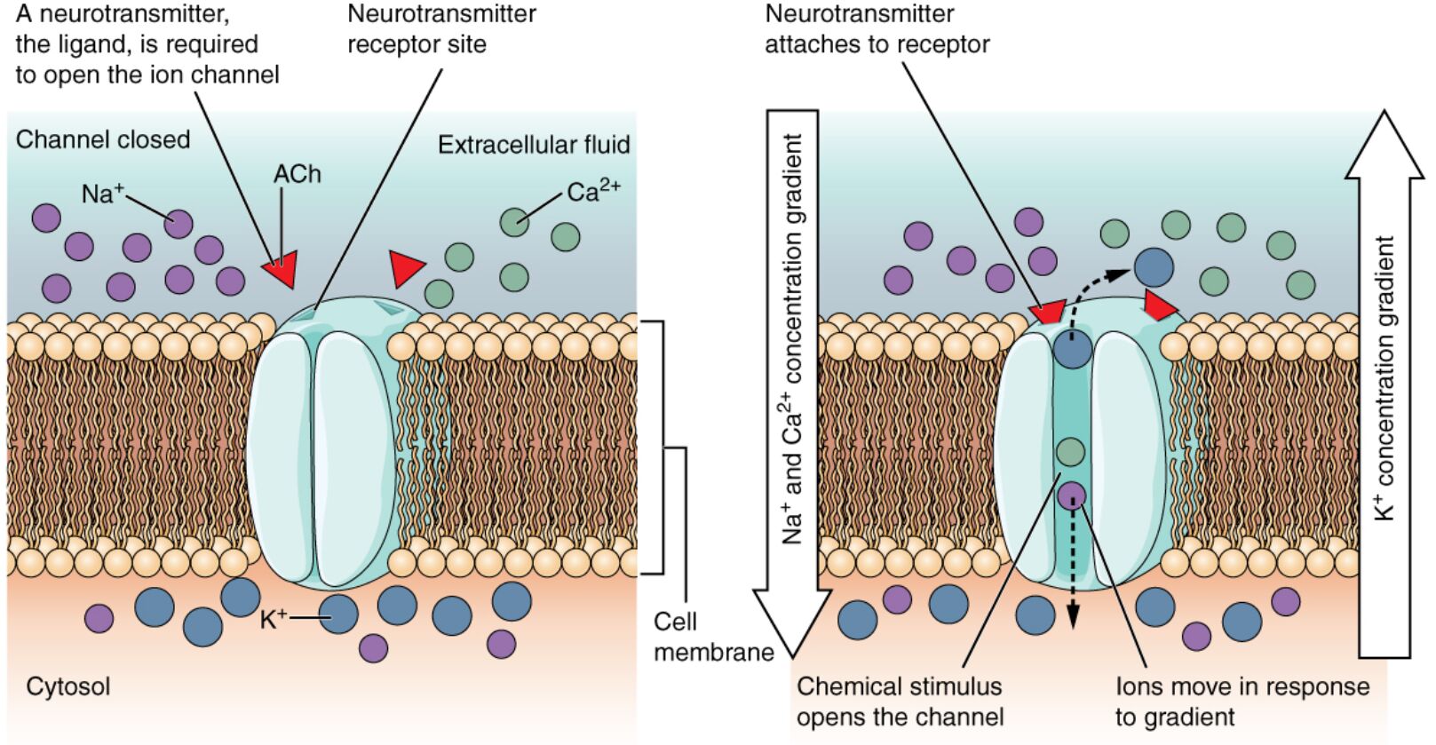 Mechanically Gated Channels: Sensing Touch and Temperature