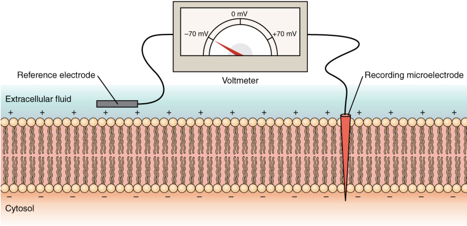 Measuring Charge Across a Membrane with a Voltmeter: A Key Technique