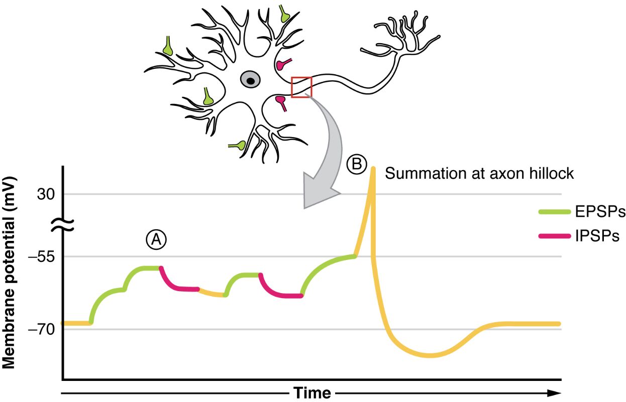 Exploring Postsynaptic Potential Summation in Neuronal Function