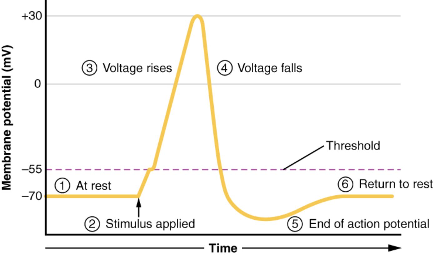 Stages of an Action Potential: A Detailed Overview