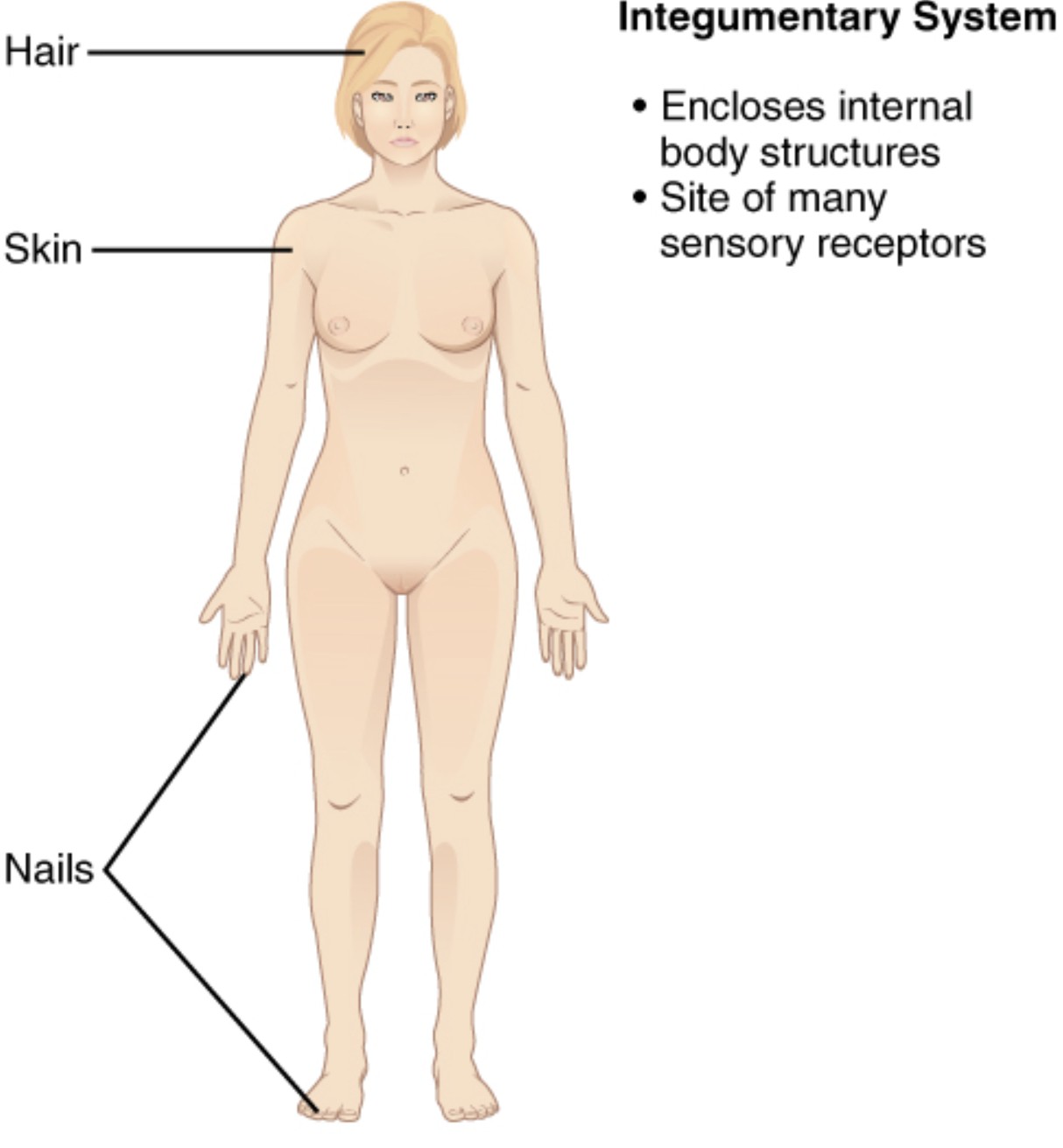 Unveiling the Integumentary System Anatomy: A Detailed Overview