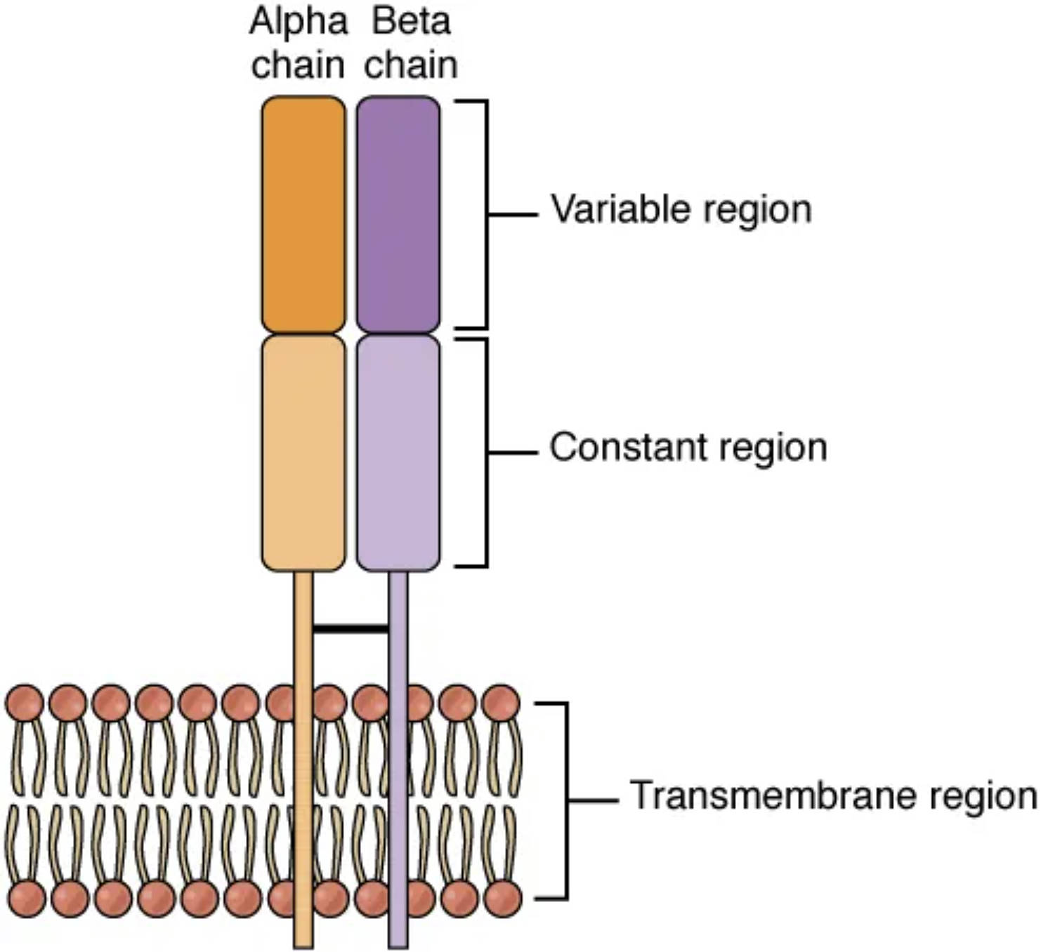 Exploring the Alpha-Beta T Cell Receptor: Structure and Function
