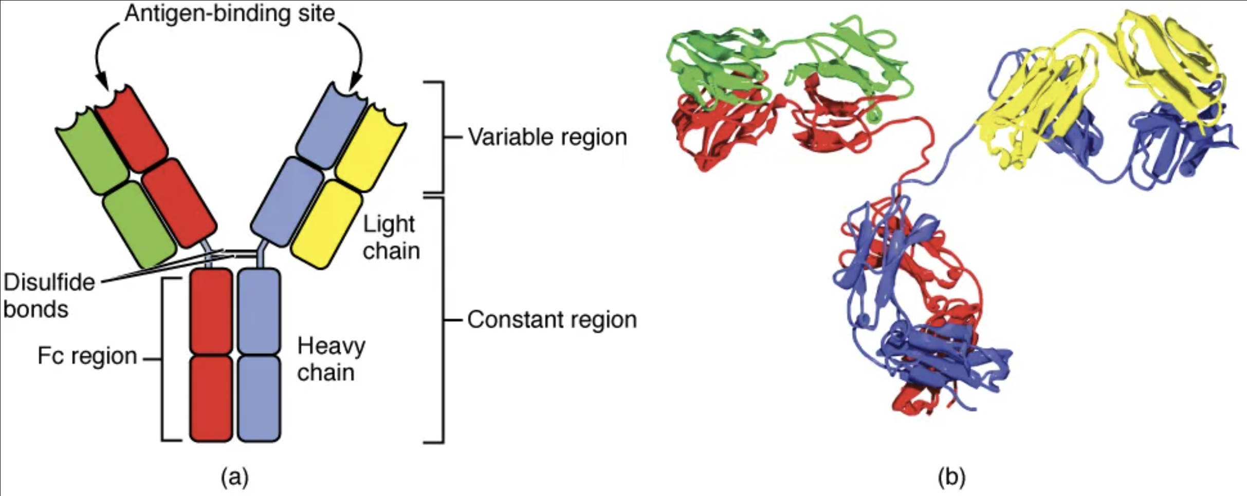 Exploring the Structure of Antibodies and IgG2