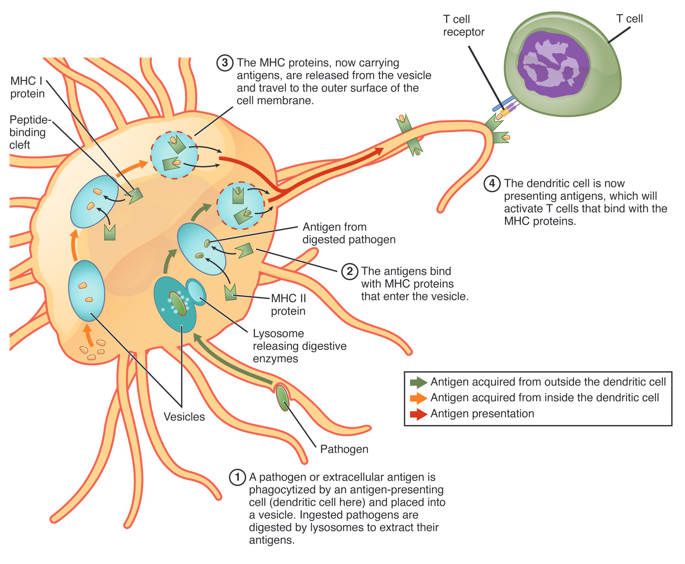 Unraveling Antigen Processing and Presentation in Immunity