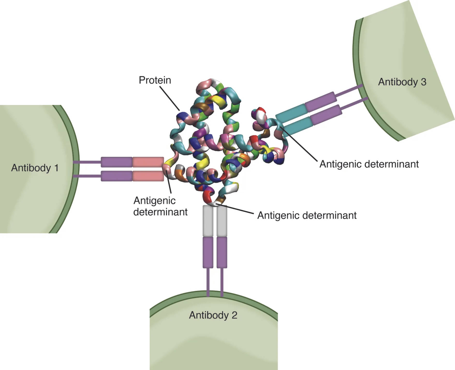 Understanding Antigenic Determinants: Key to Immune Recognition