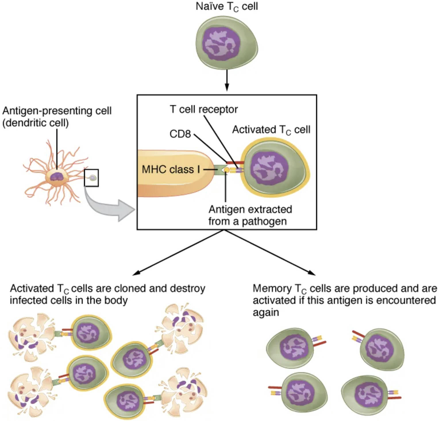 Exploring Clonal Selection and Expansion of T Lymphocytes