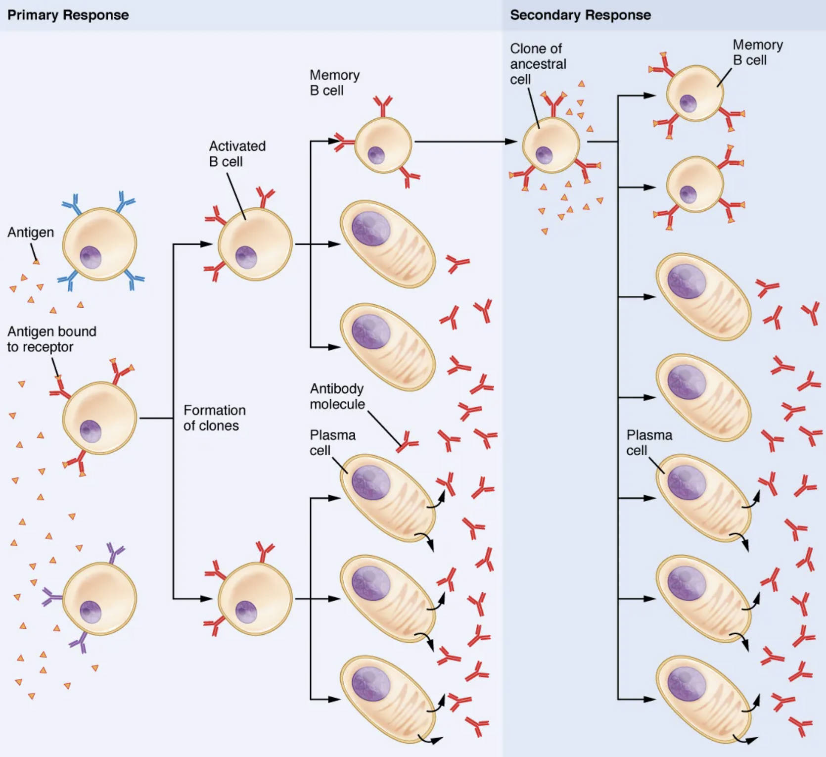 Clonal Selection of B Cells: Primary and Secondary Immune Responses Explained