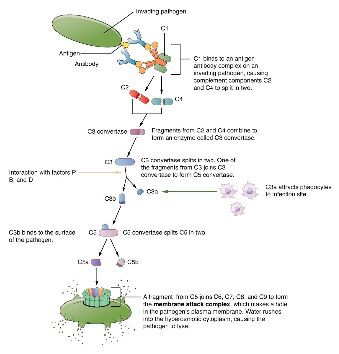 Understanding the Complement Cascade and Its Functions