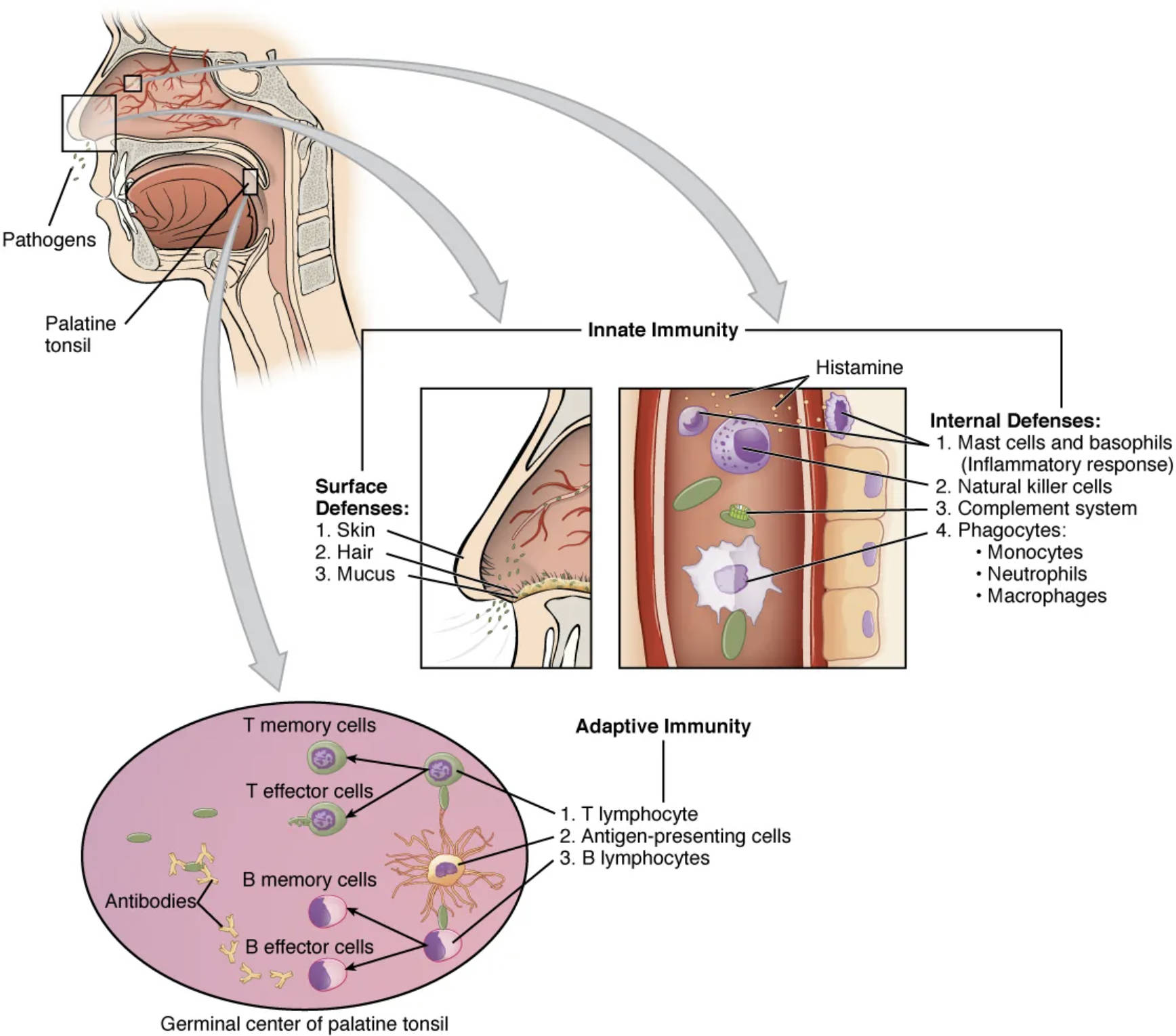 Exploring the Cooperation Between Innate and Adaptive Immune Responses