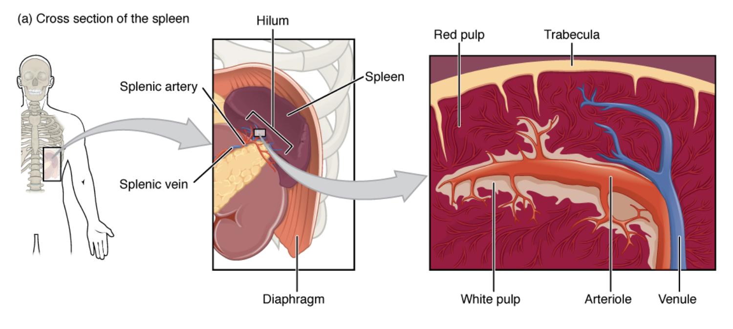Exploring the Spleen: A Detailed Cross-Sectional View