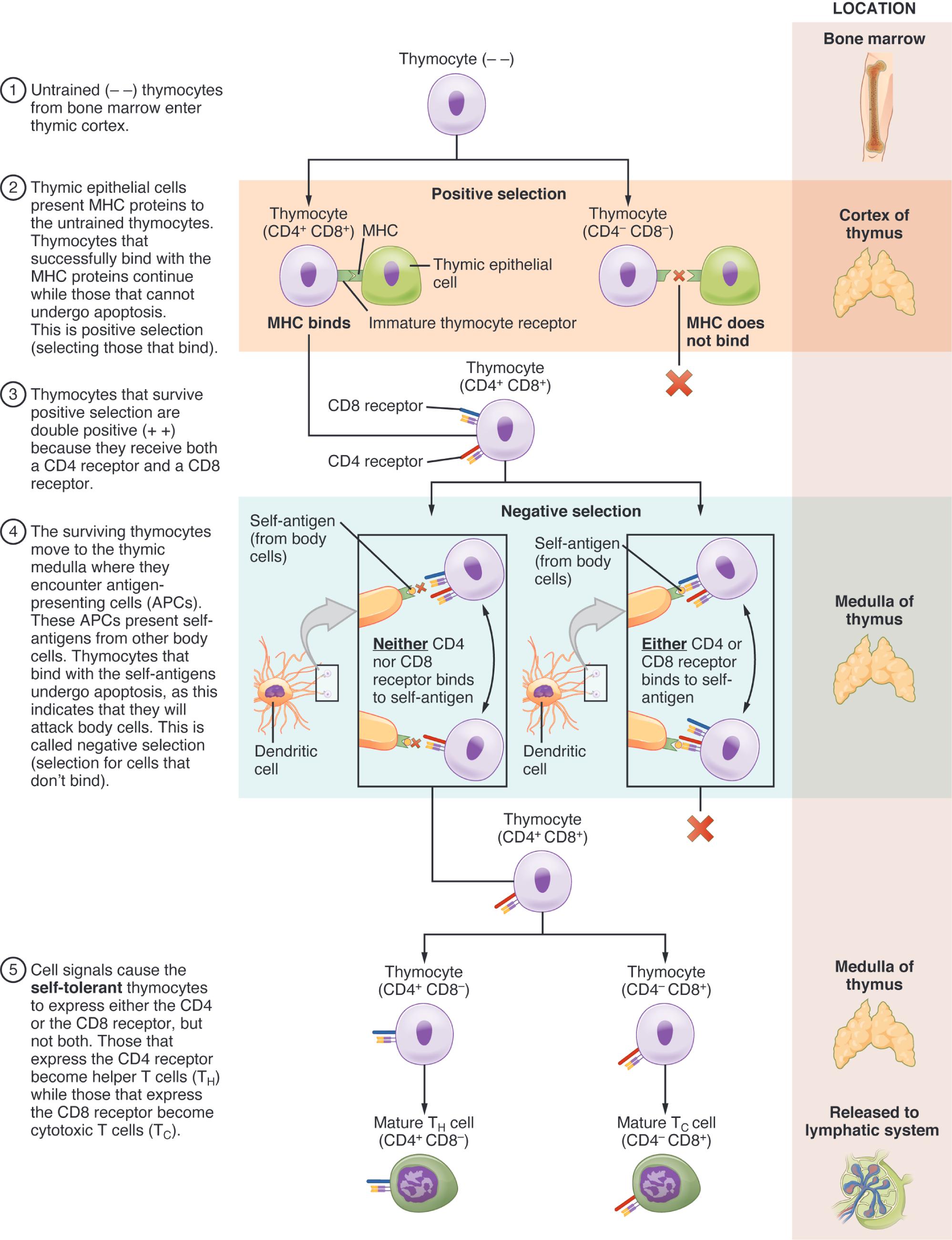 Insights into T Cell Differentiation Within the Thymus