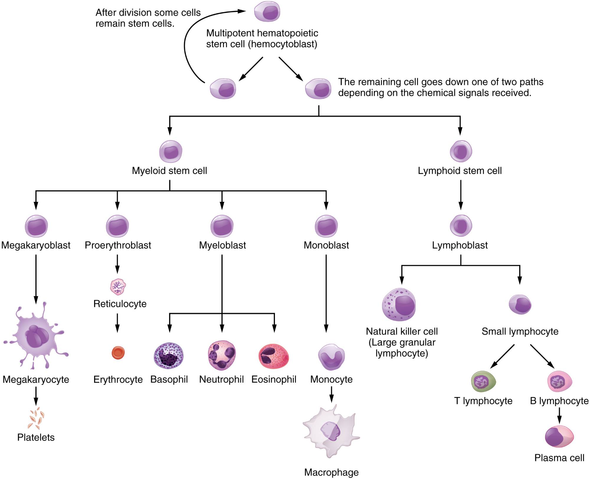 Hematopoietic System of the Bone Marrow: Cell Development and Functions