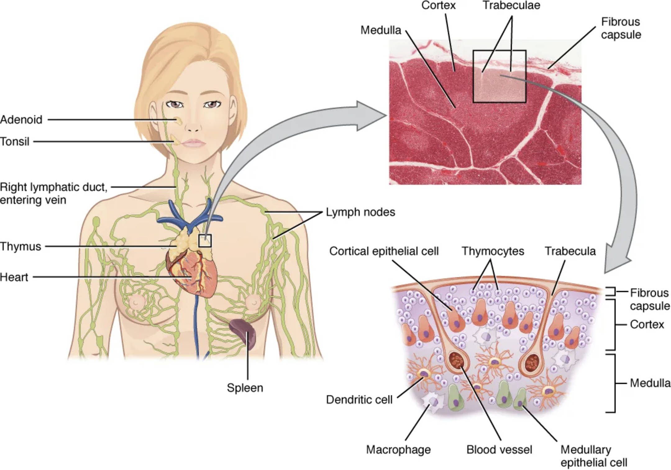 Understanding the Thymus: Anatomy, Histology, and Its Role in Immunity