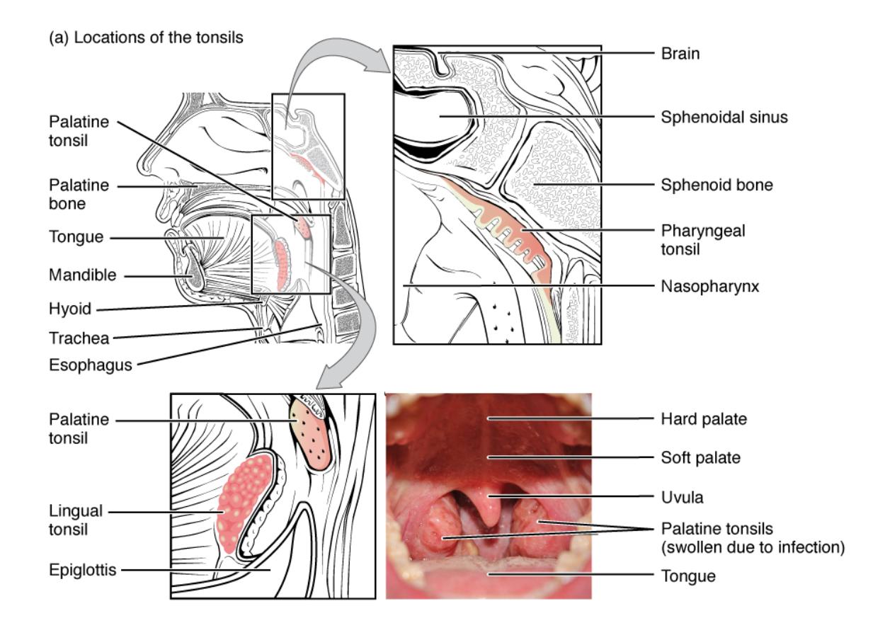 Understanding the Anatomy and Locations of the Tonsils