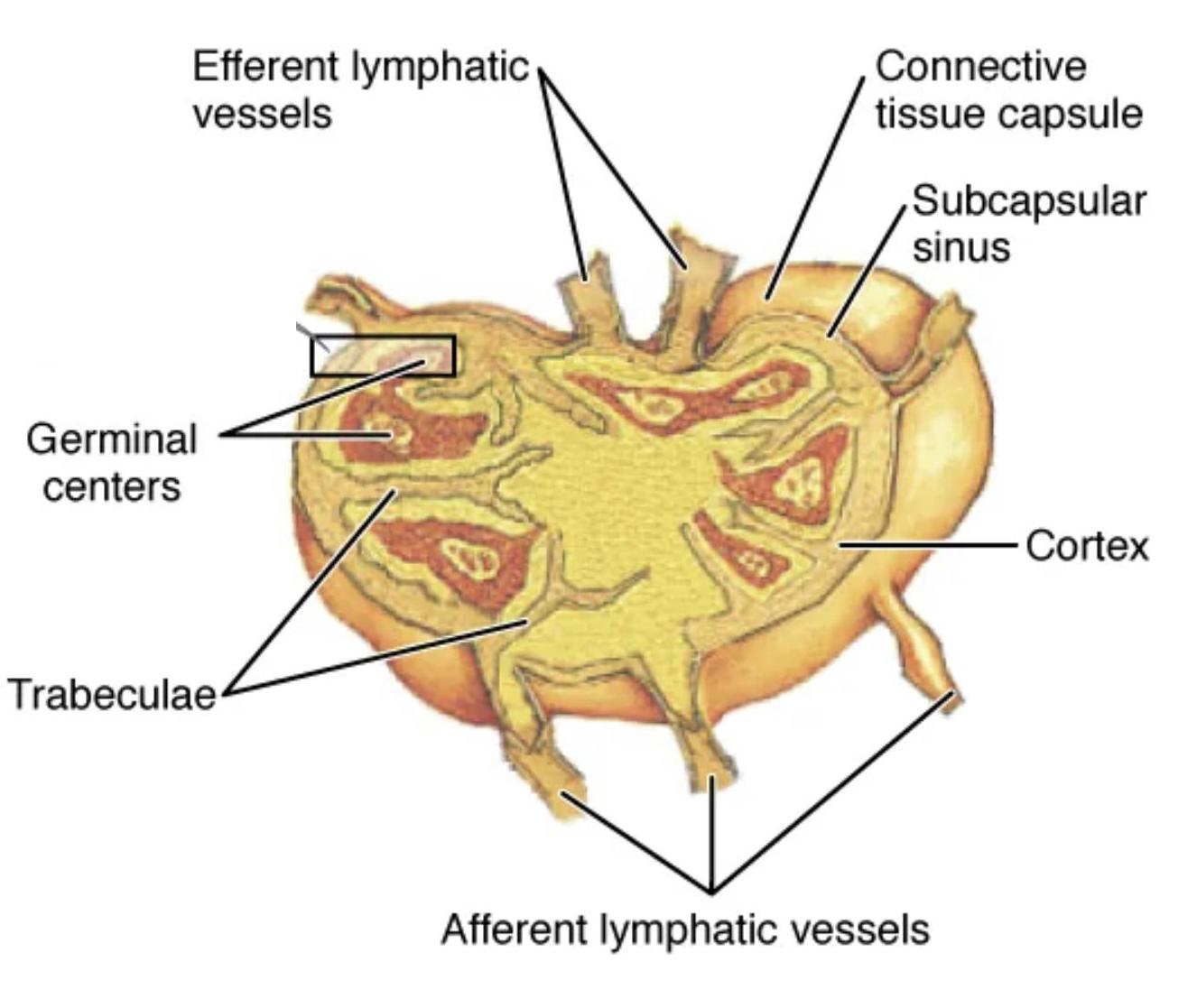 Insights into the Lymph Node: Anatomical Structure and Sectional View