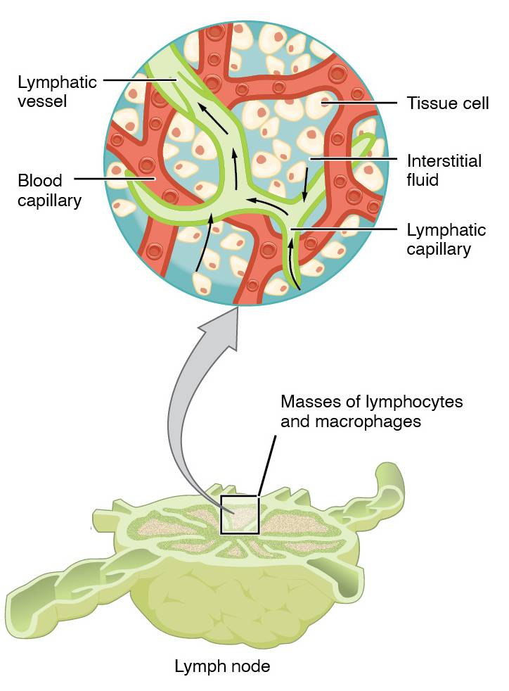 the Lymph Node: Anatomy and Function in the Lymphatic System