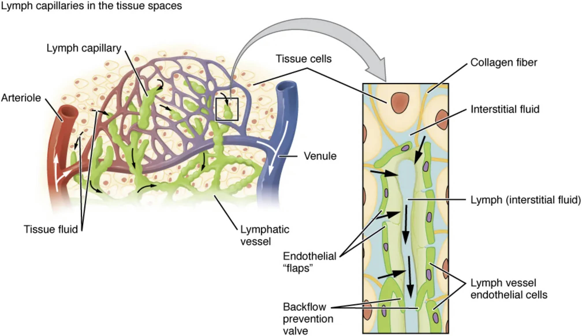 Lymphatic Capillaries: Anatomy and Role in the Lymphatic System