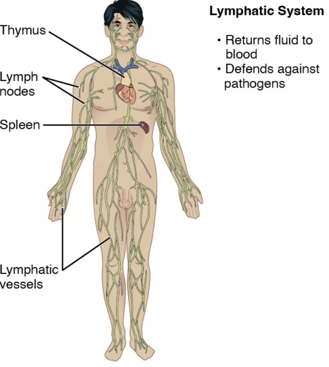 Lymphatic System Anatomy: Structure and Functions