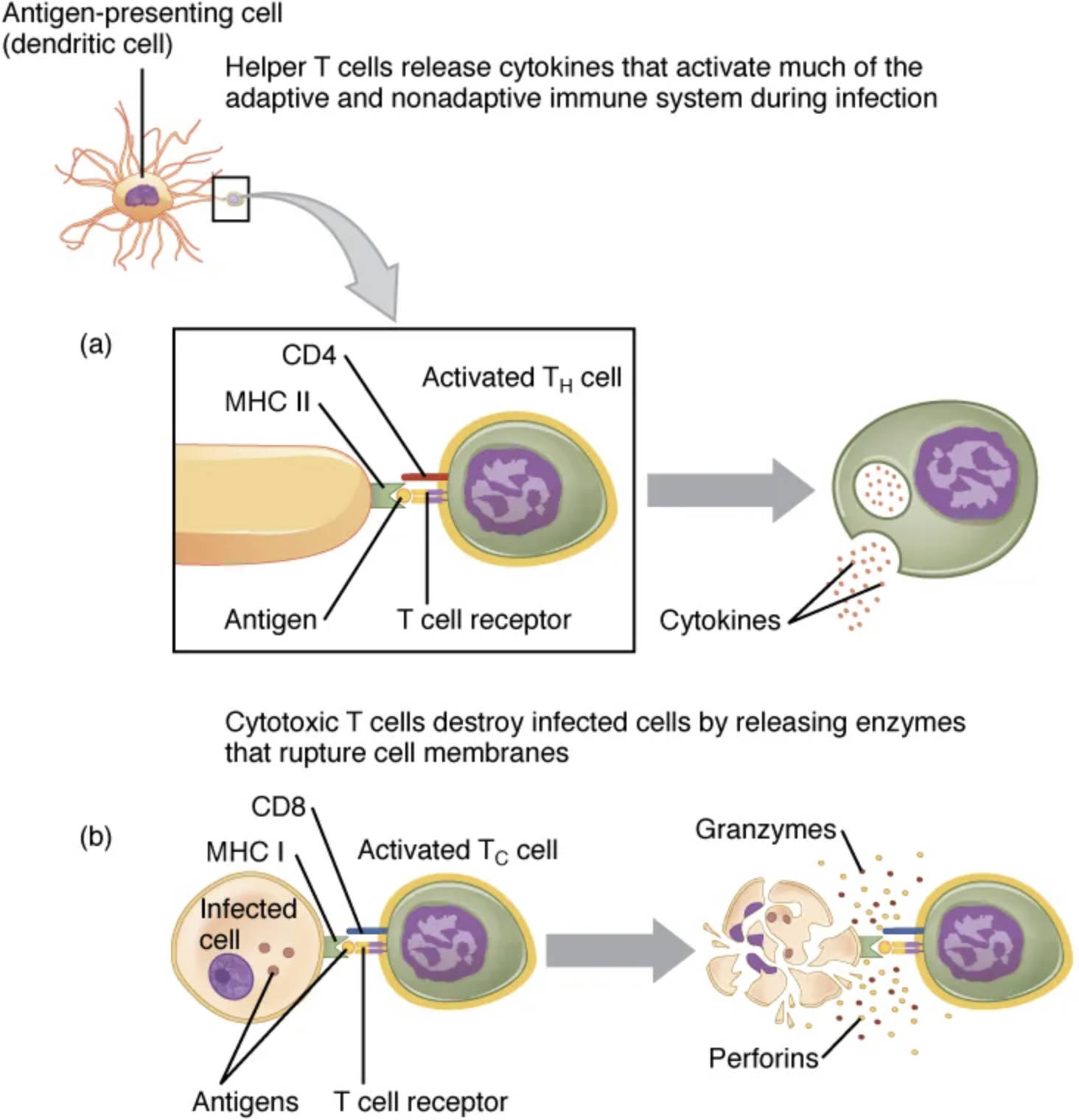 Understanding Pathogen Presentation in the Immune System