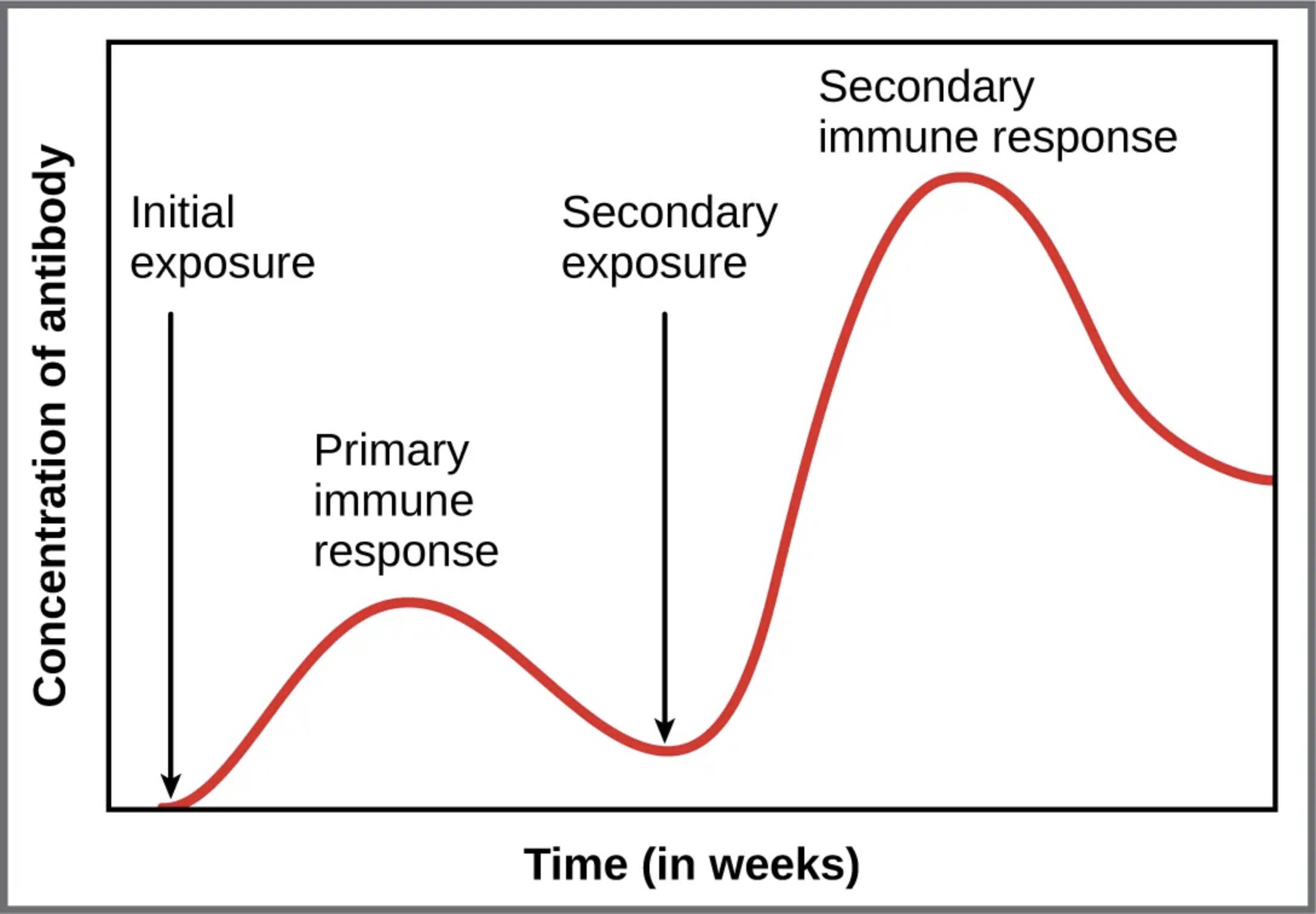 Primary and Secondary Antibody Responses: Immune System Dynamics Explained