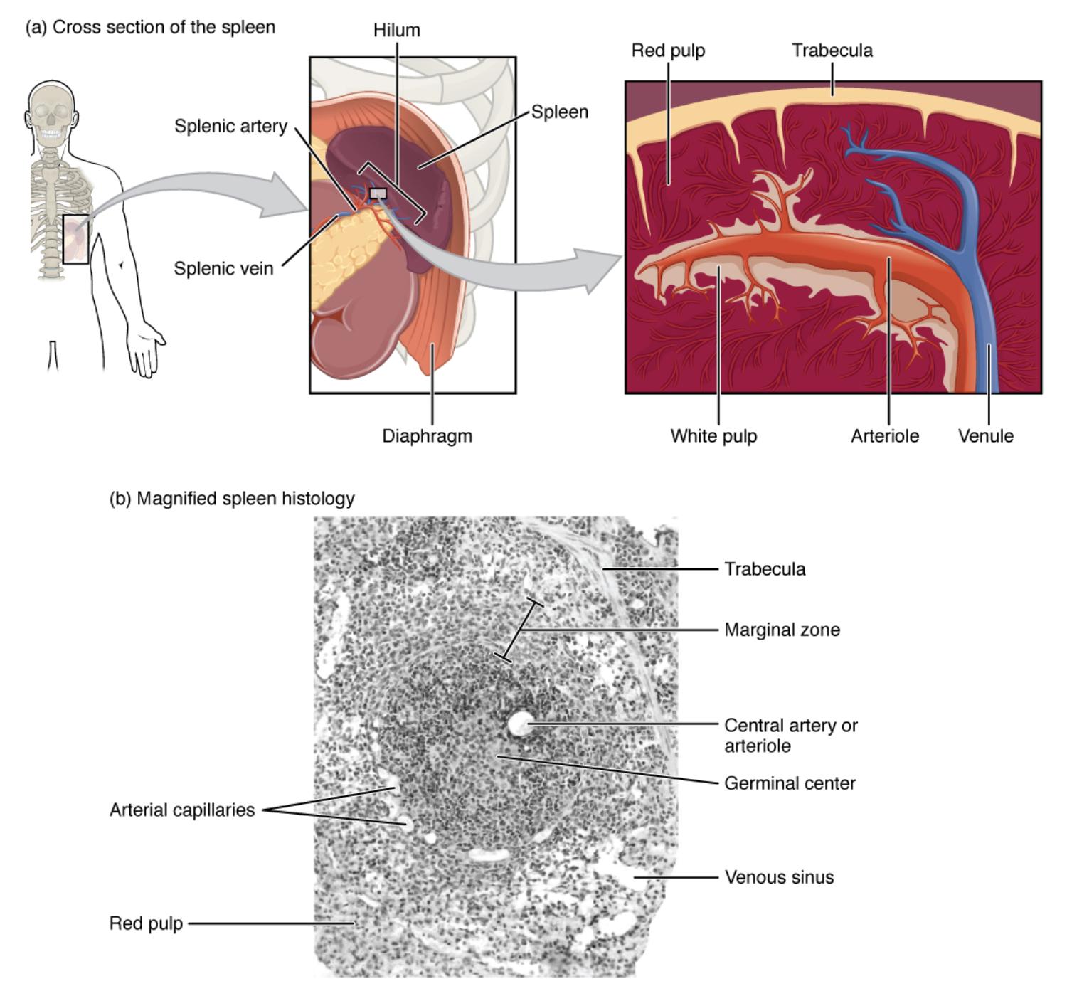 Unveiling the Spleen: Anatomy and Micrograph Insights
