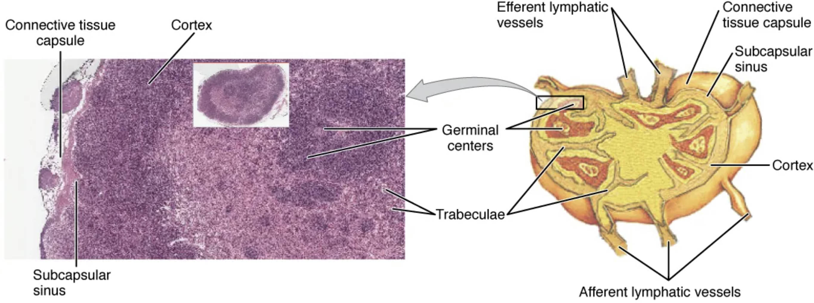 Exploring the Structure and Histology of a Lymph Node
