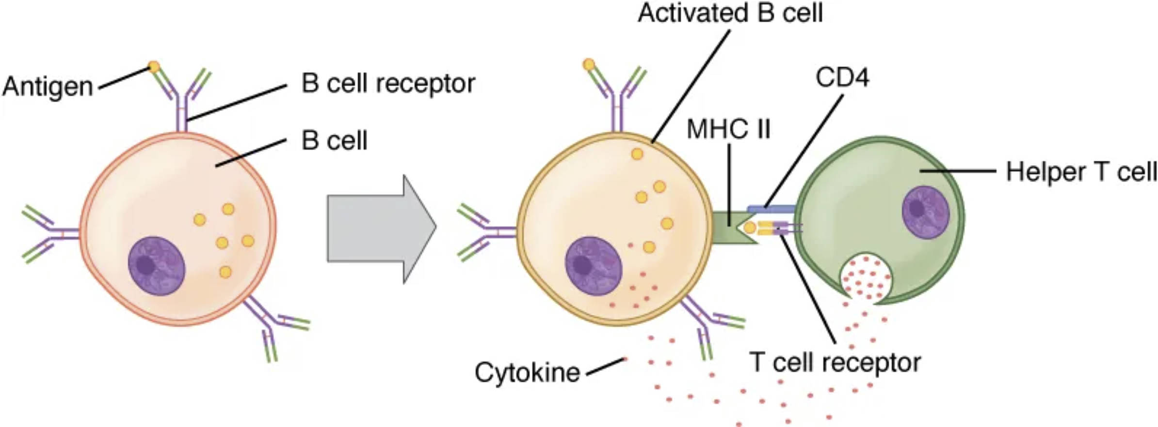 B Cell and T Cell Interaction: Understanding Immune Activation